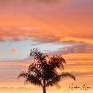 orange clouds at sunrise over a palm tree